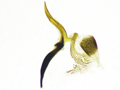 Tenthredopsis litterata